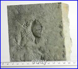 Dickinsonia unusual species RARE Precambrian Ediacaran fossil