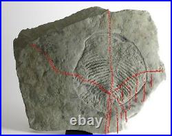 HUGE Yorgia RARE Precambrian Ediacaran (Vendian) proarticulata fossil