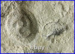 Tribrachidium and juvenile Margaritiflabellum RARE Precambrian Ediacaran fossil