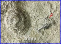 Tribrachidium and juvenile Margaritiflabellum RARE Precambrian Ediacaran fossil